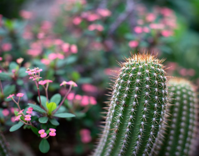 Point and counterpoint